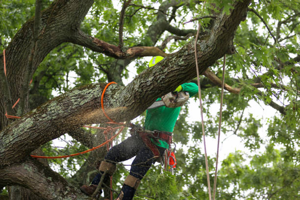 How Our Tree Care Process Works  in  Bardonia, NY